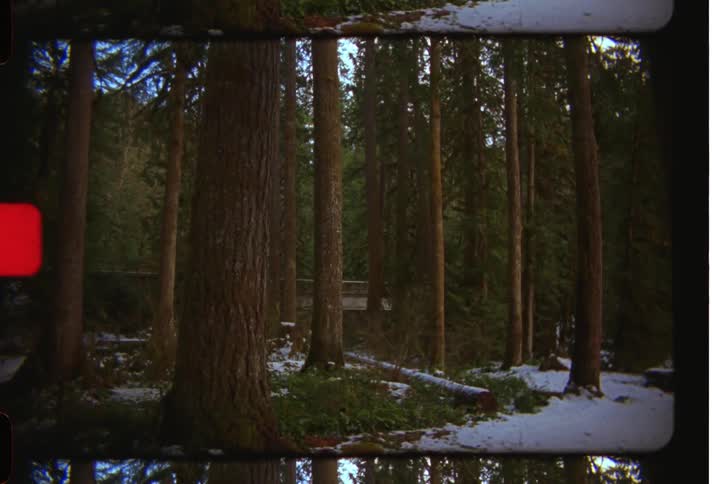 Snow fills the forest