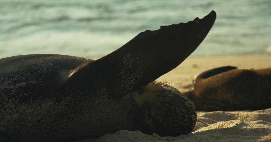 A seal licks its flipper while lying on a beach