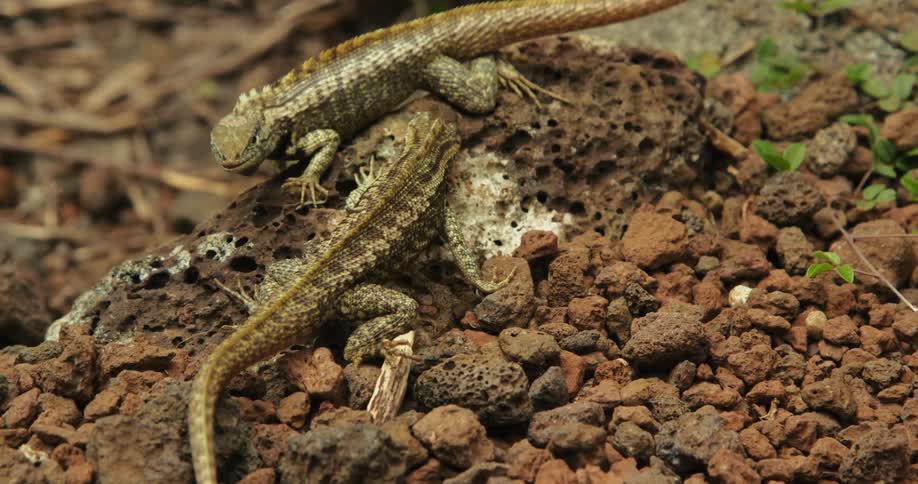 Small lizards in the middle of rocks in nature