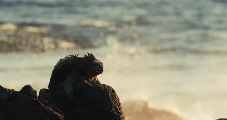 An iguana on a rock while sea waves crash near it