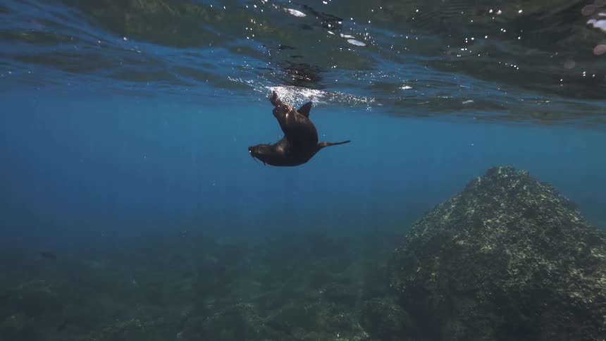 A seal swimming underwater