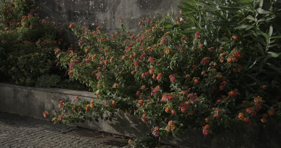 Colorful flowers in a cement flowerbed at the side of the street