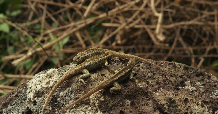 Lizards crawl over the rocks