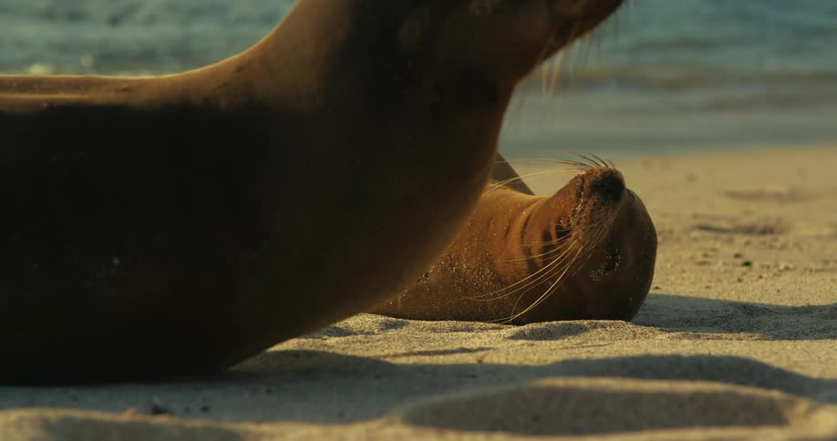 Two seals lounge on the warm sand basking in the bright sunshine