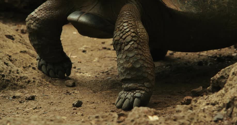 A closeup of a tortoises legs walking on dry ground
