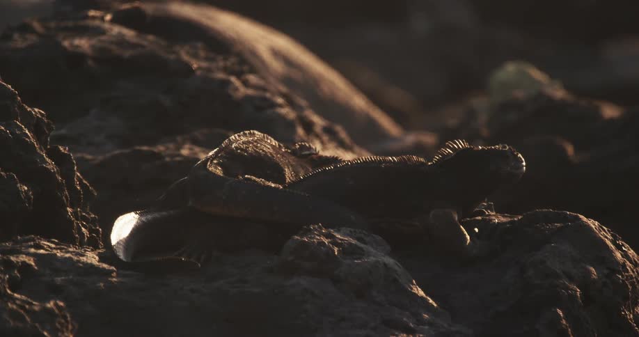 A bunch of lizards sunning themselves on rocks