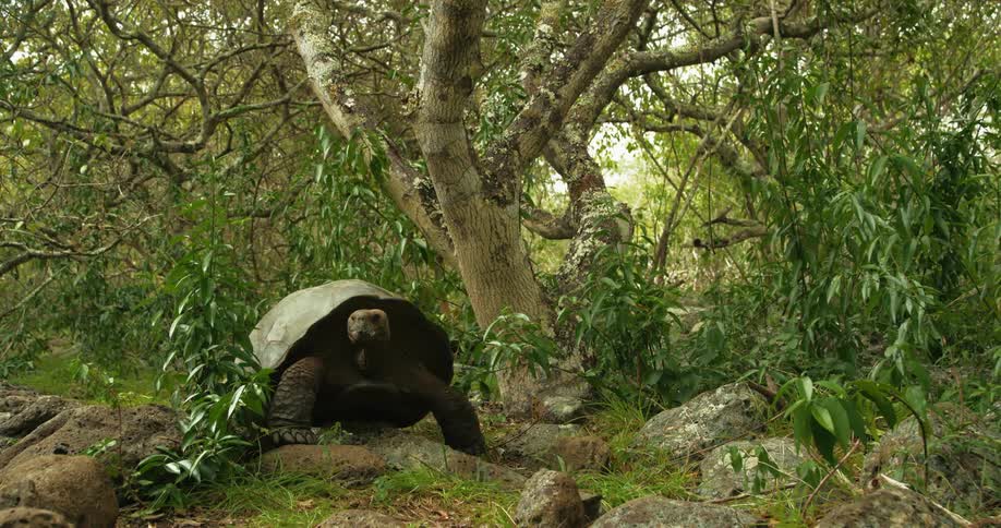A large turtle walks in a forest