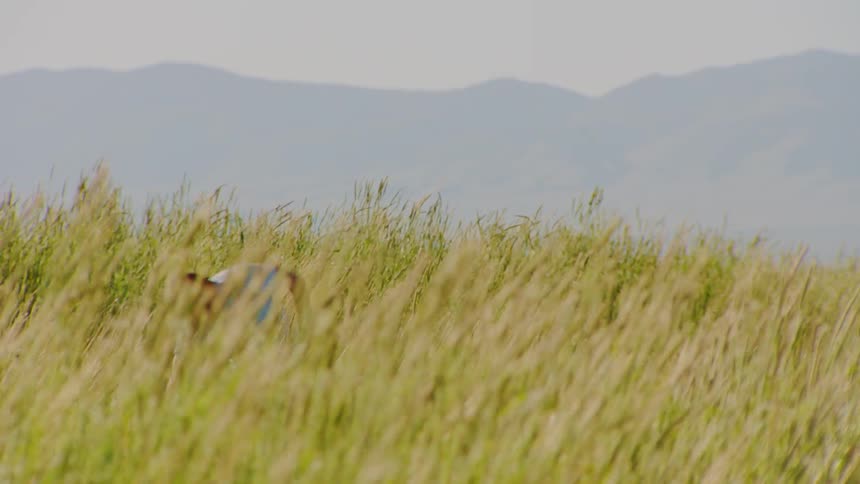 Man jumping and dancing amid vegetation on a hill in daylight