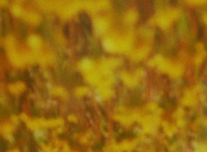 Upside down close up of field of yellow flowers