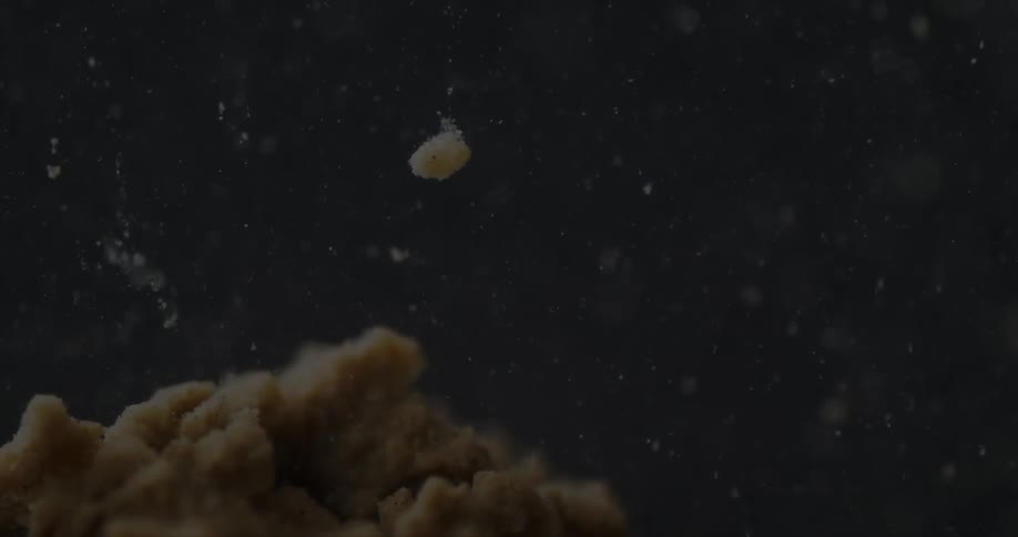 An air bubble emerges from a substance inside a liquid