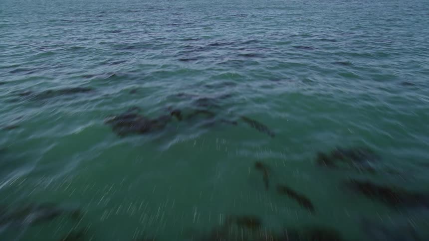 Calm ocean with seaweed