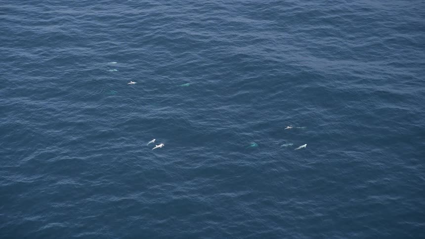 A pod of dolphins leaps out of the clear blue ocean