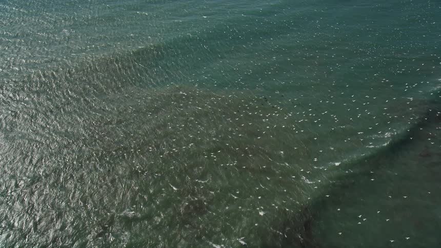 An aerial view of a flock of seagulls flying over the ocean offshore