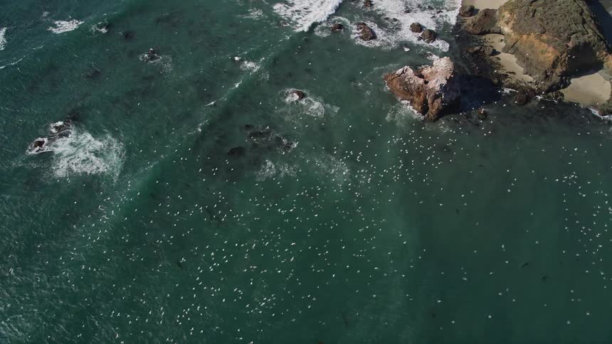 Aerial view of birds flying above the sea