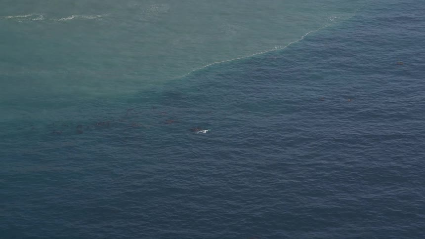 Marine animal close to the ocean surface