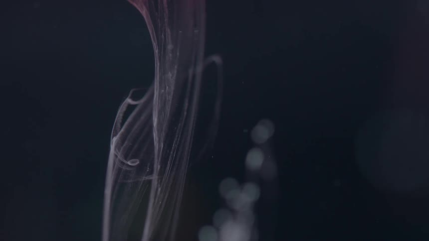 A close up shot of jellyfish