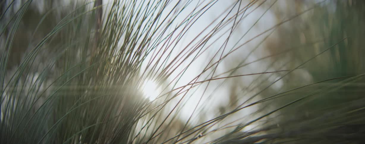 The sun shines in through the tall grass