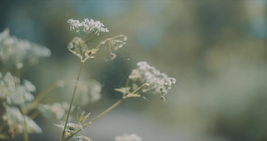 White flowers sway in the wind in a field