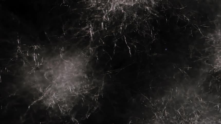 Mycelium Hyphae