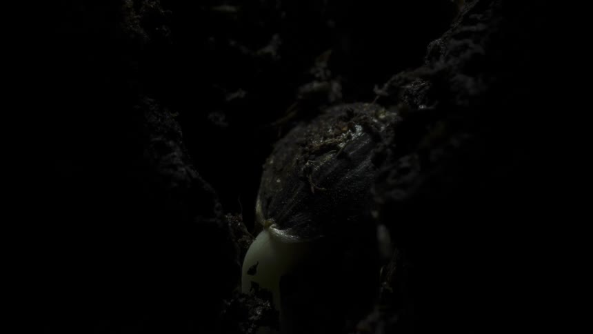 A plant sprouts under the soil