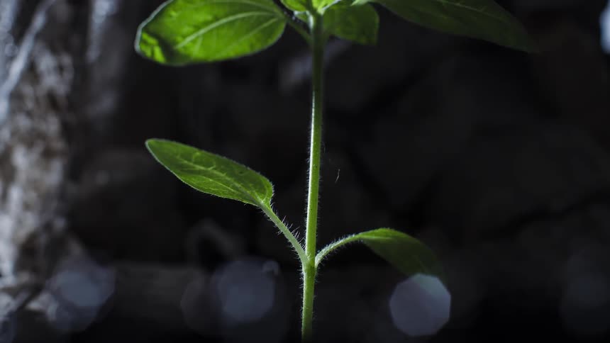 A plant sprouting rapidly from the ground