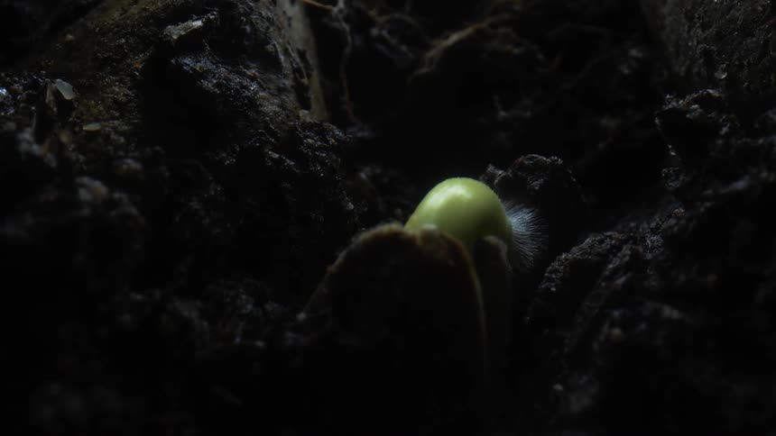 A plant grows out of wet soil