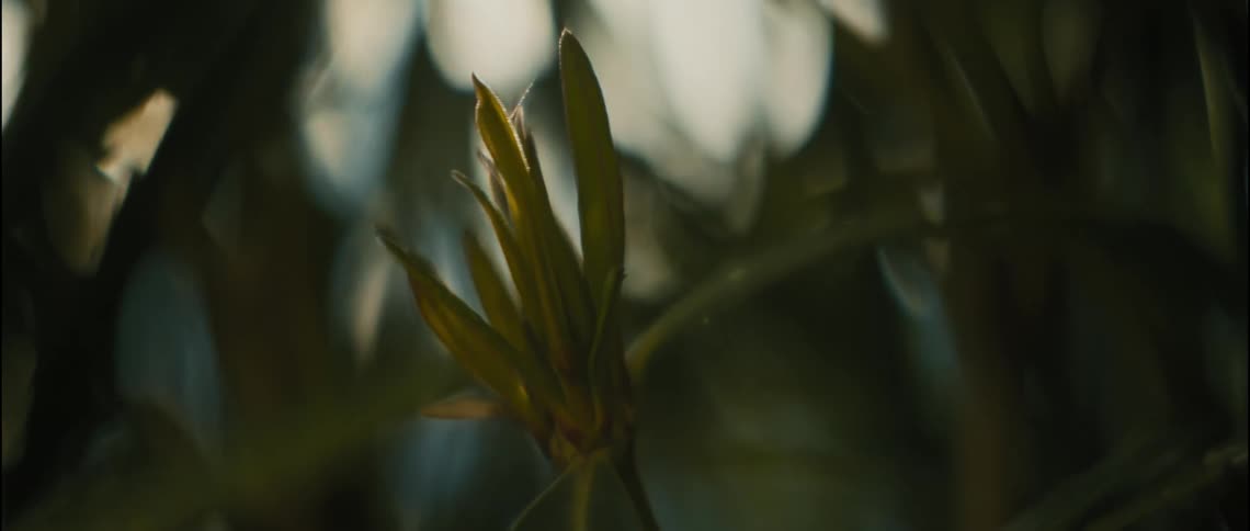 A leaf with sunlight filtering through its translucent green fronds
