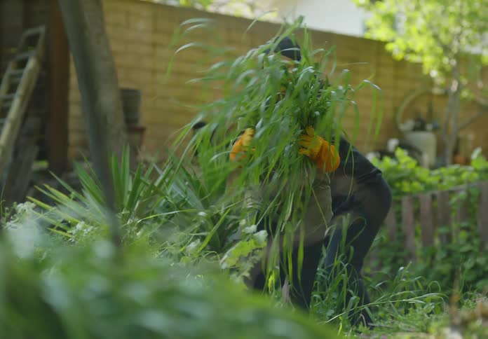 Man and woman in the backyard gardening removing greenish weeds