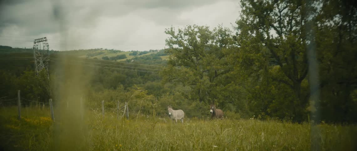 Two donkeys stand in the grass