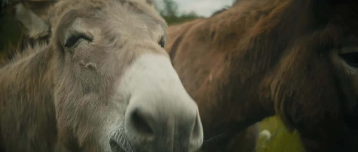Donkeys are standing in the grass