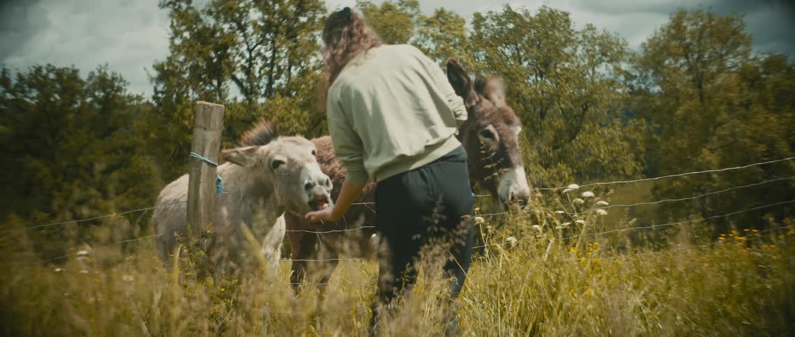 A woman walks over and feeds the donkeys