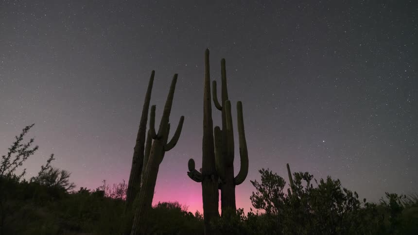 The cactus is covered in darkness