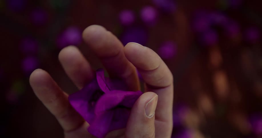 Hand delicately holding a purple flower petal