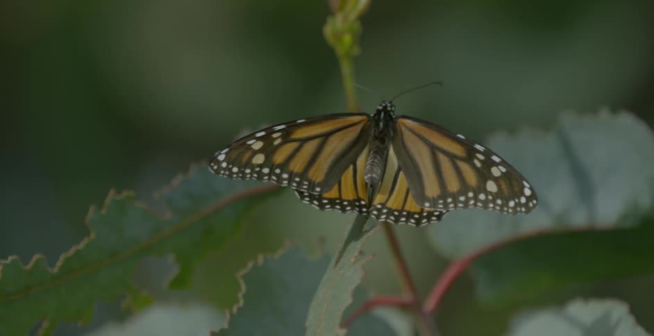 A butterfly sits on a leaf