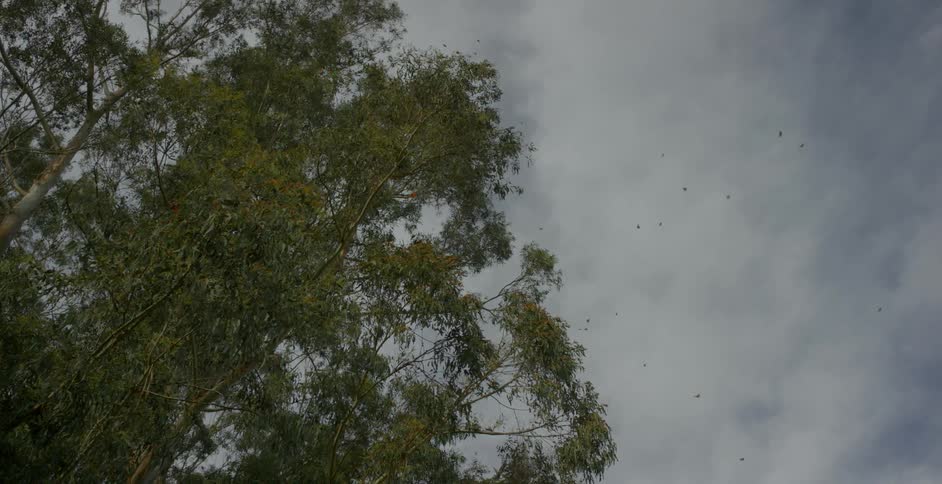 Birds flying between the trees and a cloudy sky