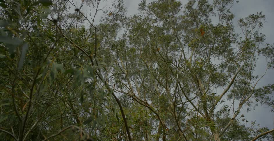 Birds flying above treetops on an overcast day