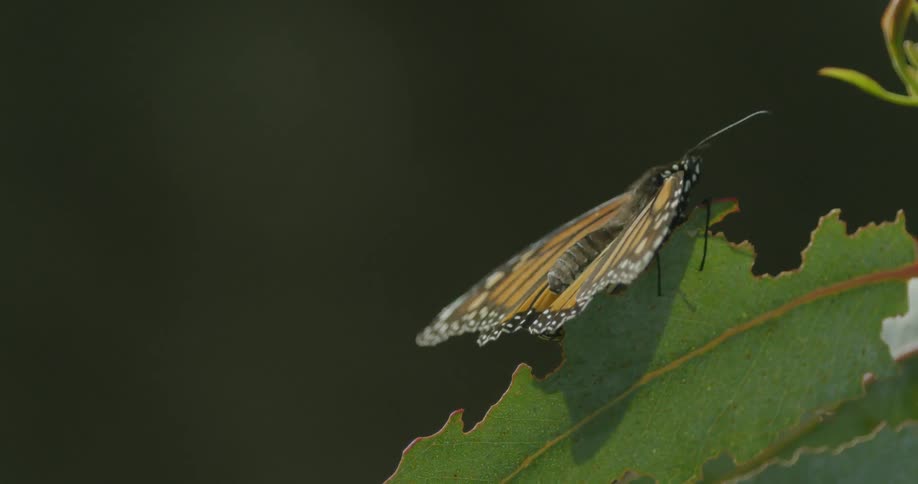 Butterfly sitting on a leaf
