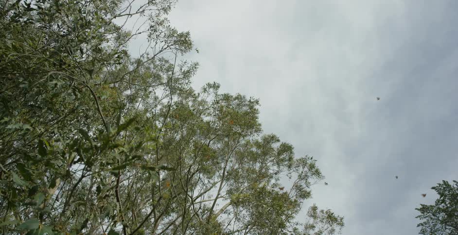 A few birds flying past trees  on a cloudy day as seen from the ground