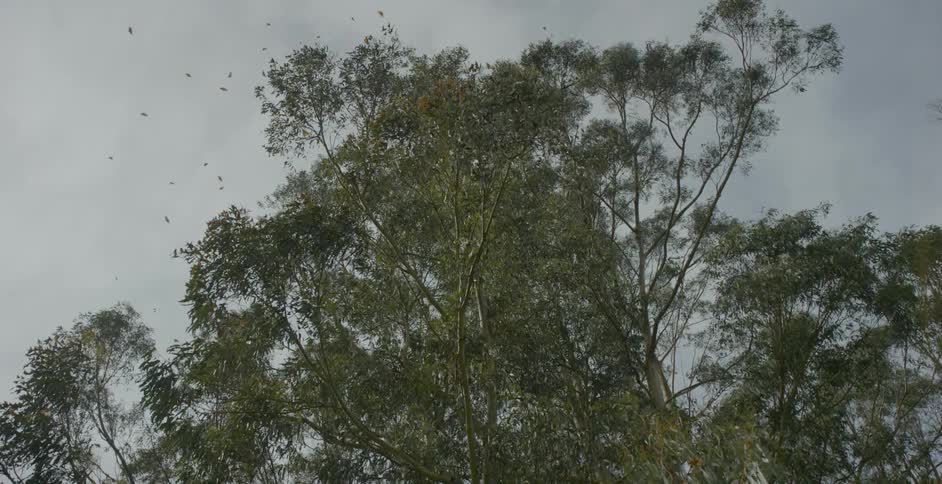 Birds flying above some trees on a cloudy day