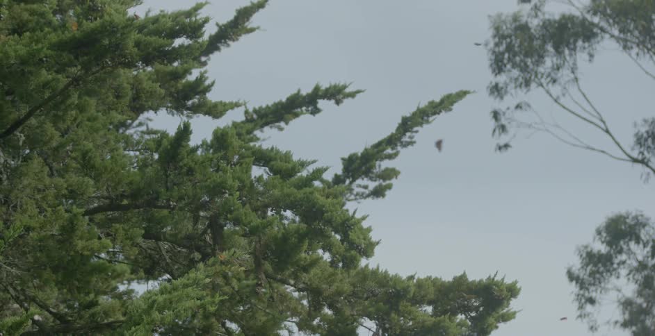 A flock of birds fly out of the trees