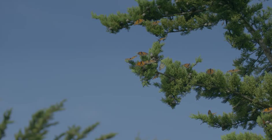 Tall green branches reach into the clear sky as a bird flies past