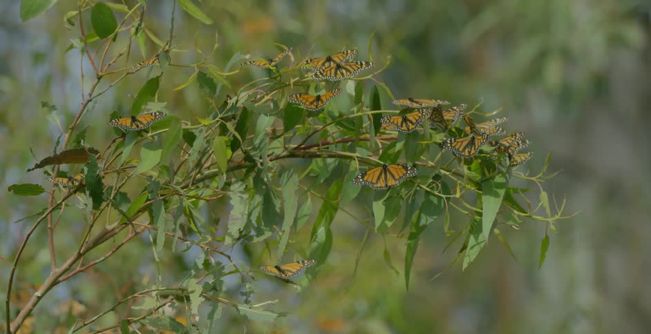 Monarchs sitting on a branch