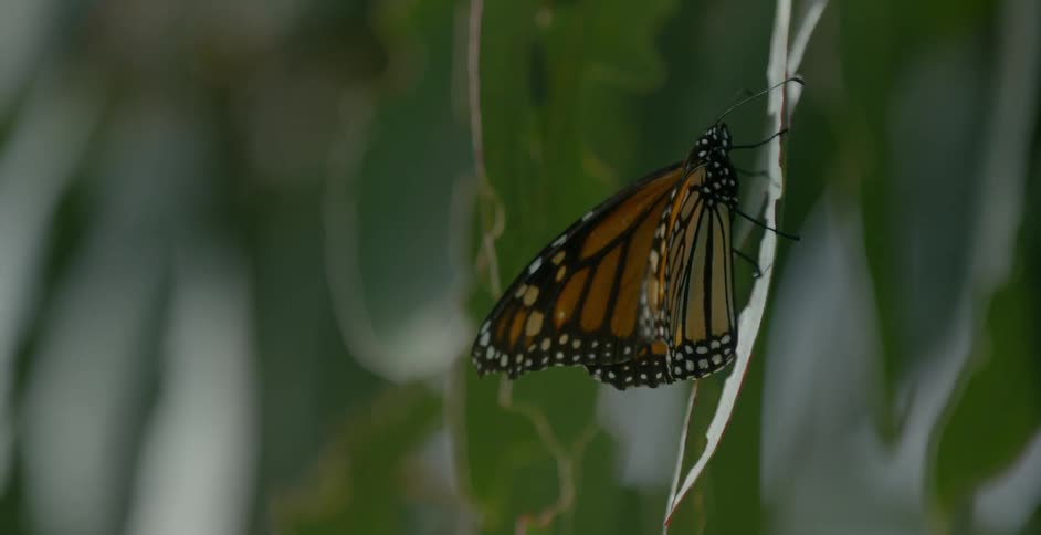 A butterfly is resting on a leaf