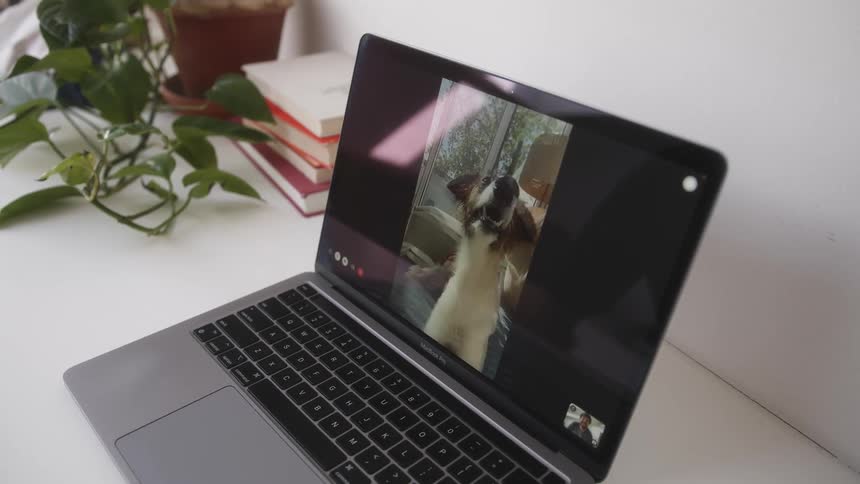 Closeup of a laptop screen on a video call with a woman and a dog appearing