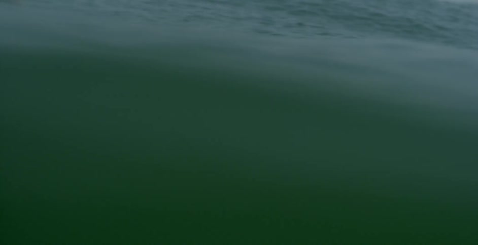 A shark fin glides through the ocean surface