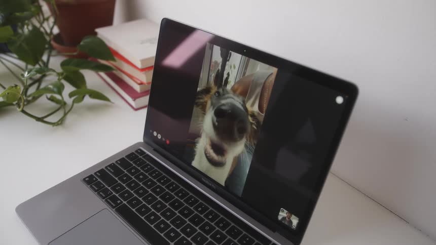 Dog appearing in a video call on laptop