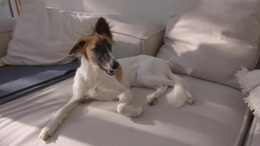 Dog lying on a gray couch