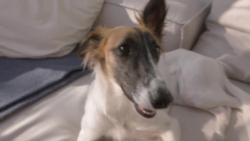 Dog looking sideways while lying on a couch