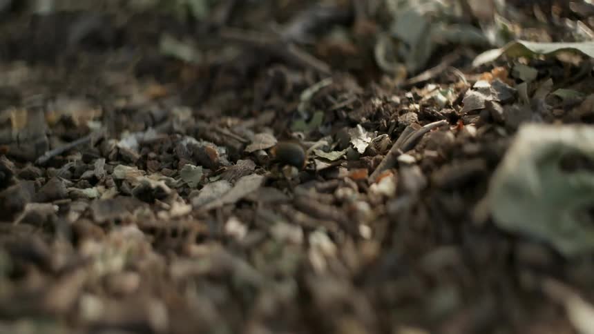 Bug crawling on a ground covered in dead leaves