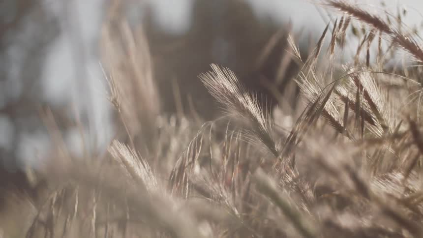 Wheat grass swaying lightly in the breeze